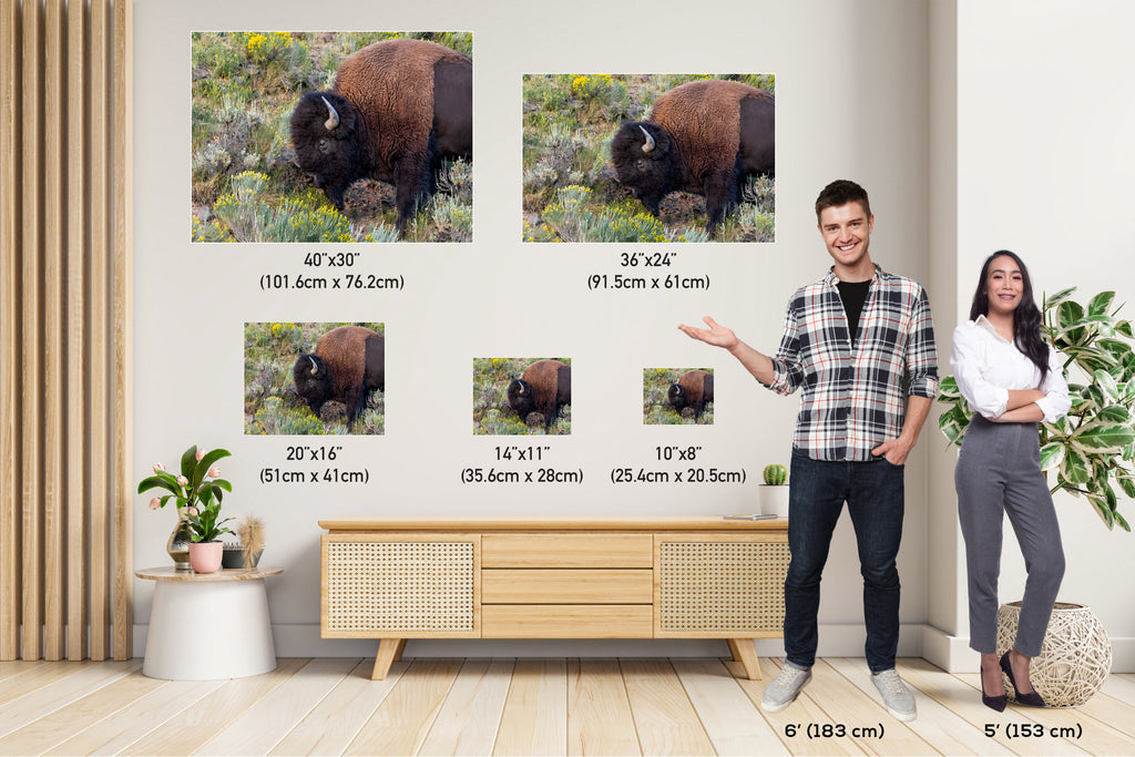 Yellowstone Bison Print: American Buffalo Photography, Wyoming Wildlife Art