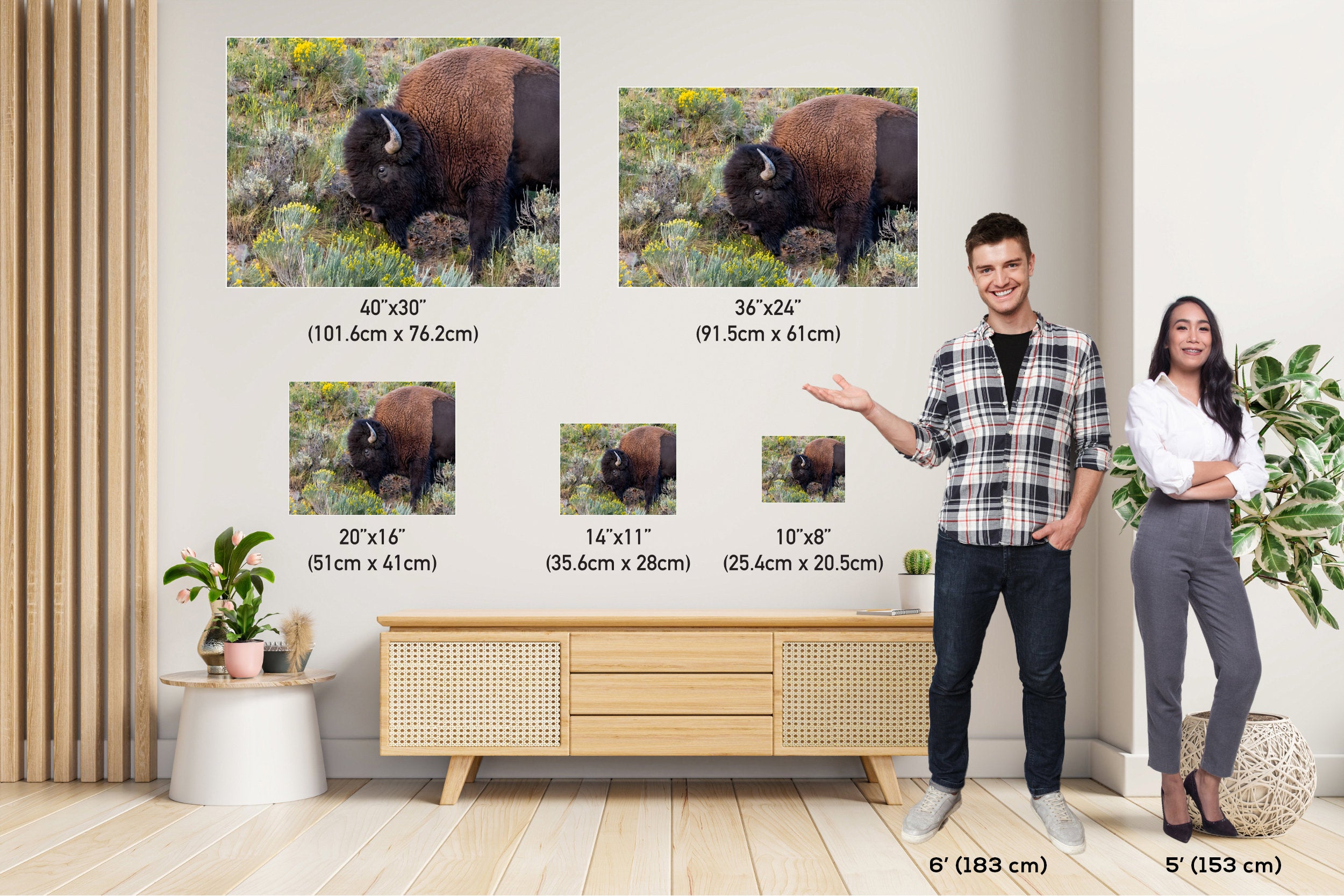 Yellowstone Bison Print: American Buffalo Photography, Wyoming Wildlife Art