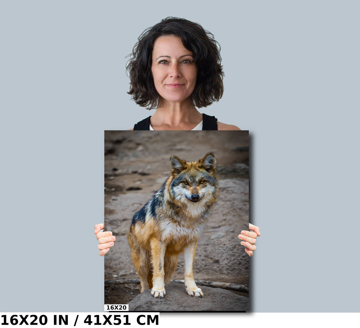 You Look Delicious: A Mexican Wolf’s Piercing Stare Wall Art Metal Acrylic Print Wildlife Portrait Animal Photography