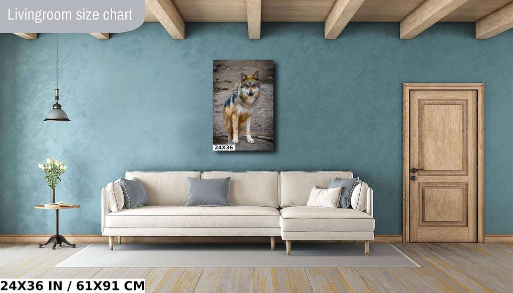 You Look Delicious: A Mexican Wolf’s Piercing Stare Wall Art Metal Acrylic Print Wildlife Portrait Animal Photography