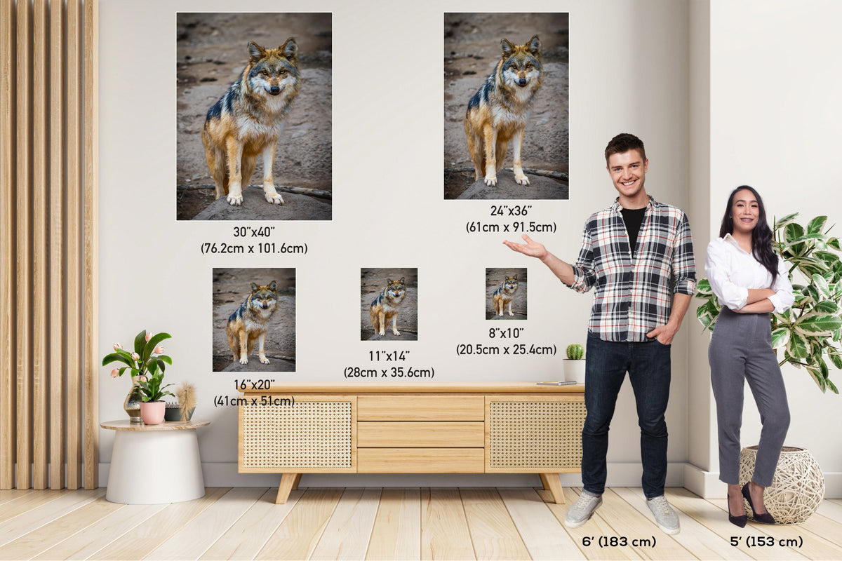 You Look Delicious: A Mexican Wolf’s Piercing Stare Wall Art Metal Acrylic Print Wildlife Portrait Animal Photography