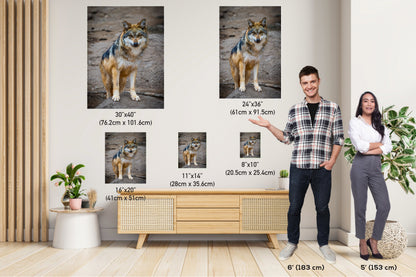 You Look Delicious: A Mexican Wolf’s Piercing Stare Wall Art Metal Acrylic Print Wildlife Portrait Animal Photography