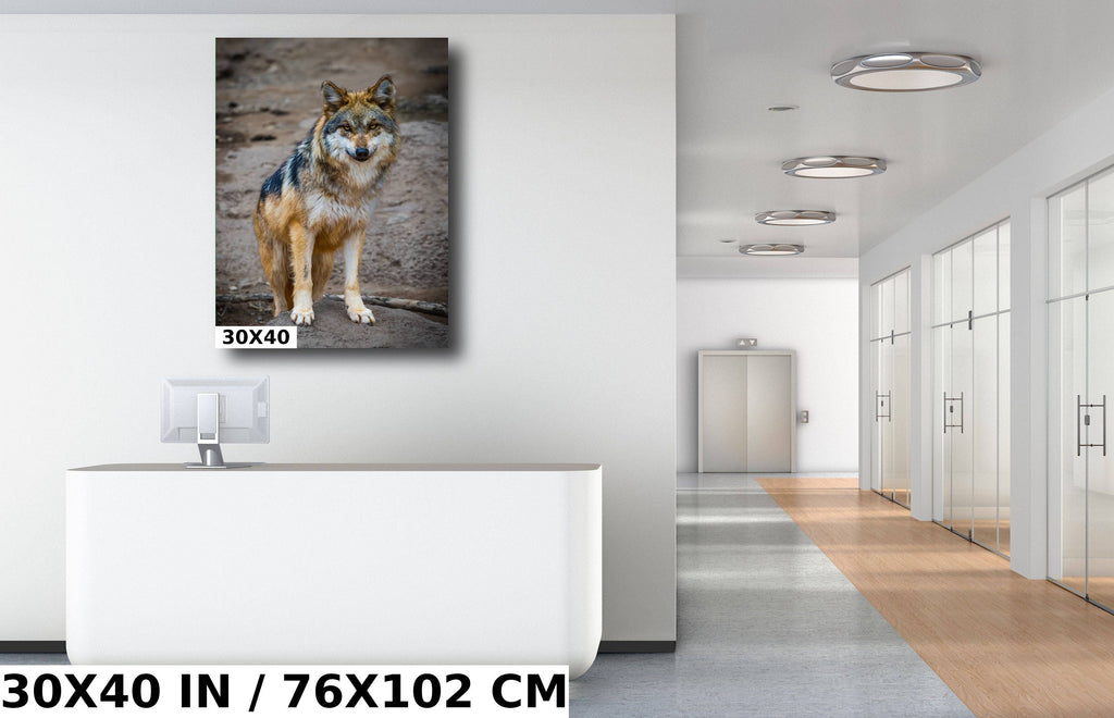 You Look Delicious: A Mexican Wolf’s Piercing Stare Wall Art Metal Acrylic Print Wildlife Portrait Animal Photography
