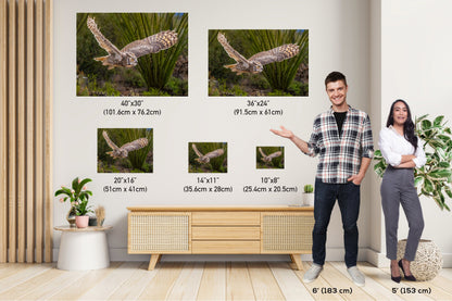 Silent Glide: Great Horned Owl in Graceful Flight Wall Art Photography Metal Acrylic Print Bird Wildlife Landscape