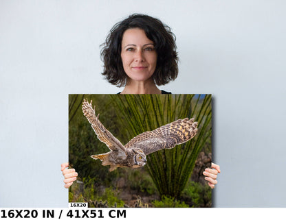 Silent Glide: Great Horned Owl in Graceful Flight Wall Art Photography Metal Acrylic Print Bird Wildlife Landscape