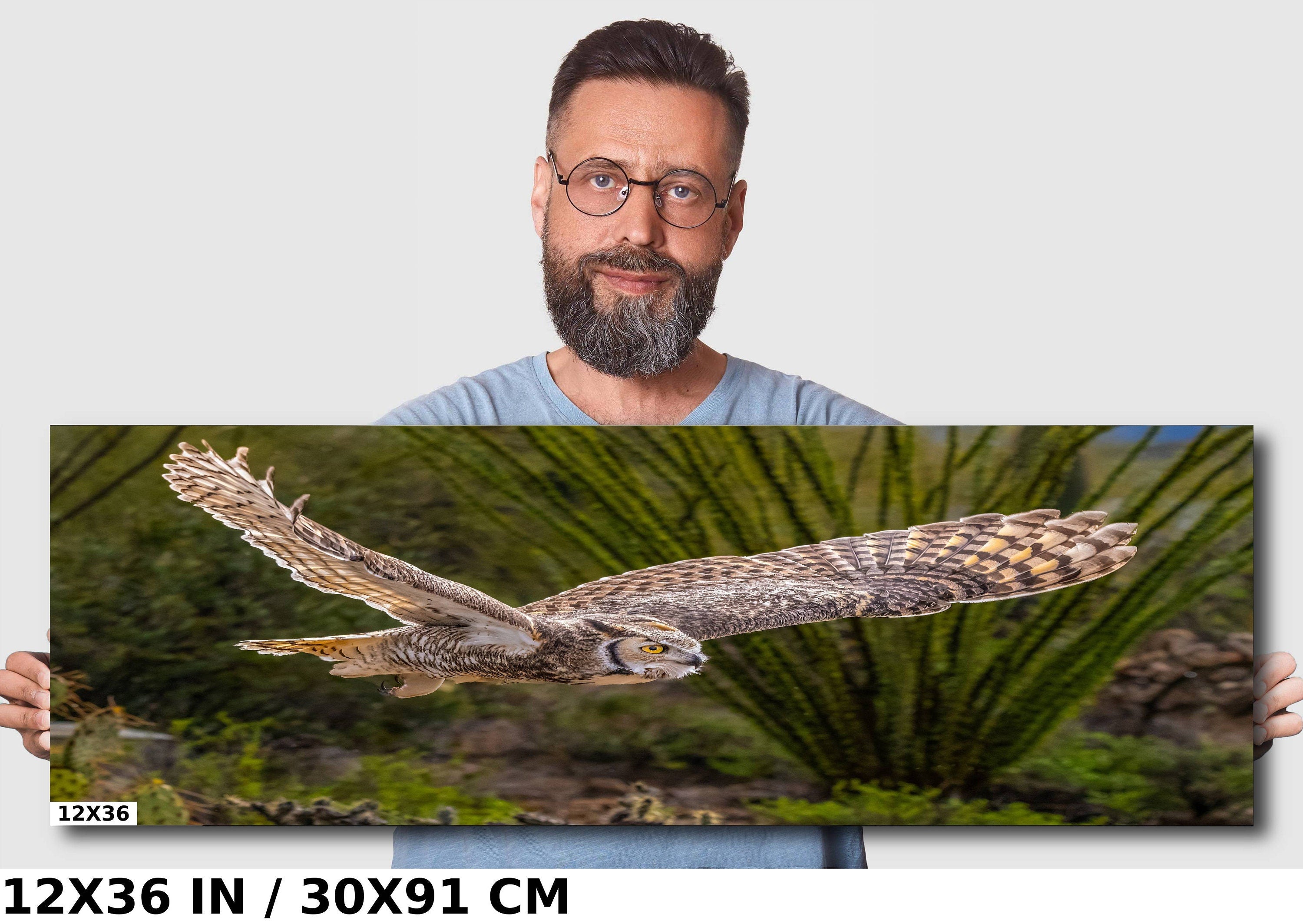 Silent Glide: Great Horned Owl in Graceful Flight Wall Art Photography Metal Acrylic Print Bird Wildlife Landscape