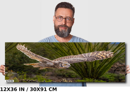 Silent Glide: Great Horned Owl in Graceful Flight Wall Art Photography Metal Acrylic Print Bird Wildlife Landscape