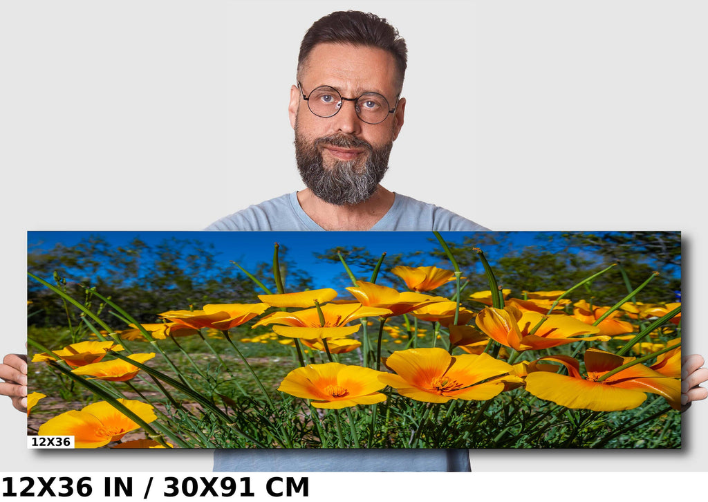 Golden Blooms: Mexican Gold Poppy Radiance in Organ Pipe National Monument Super Bloom Wall Art Metal Canvas Print