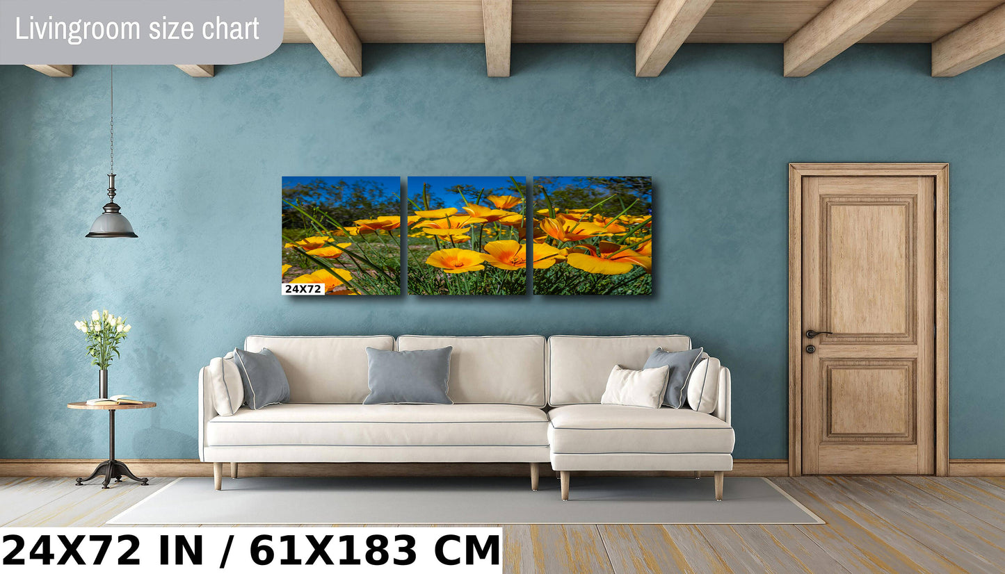 Golden Blooms: Mexican Gold Poppy Radiance in Organ Pipe National Monument Super Bloom Wall Art Metal Canvas Print