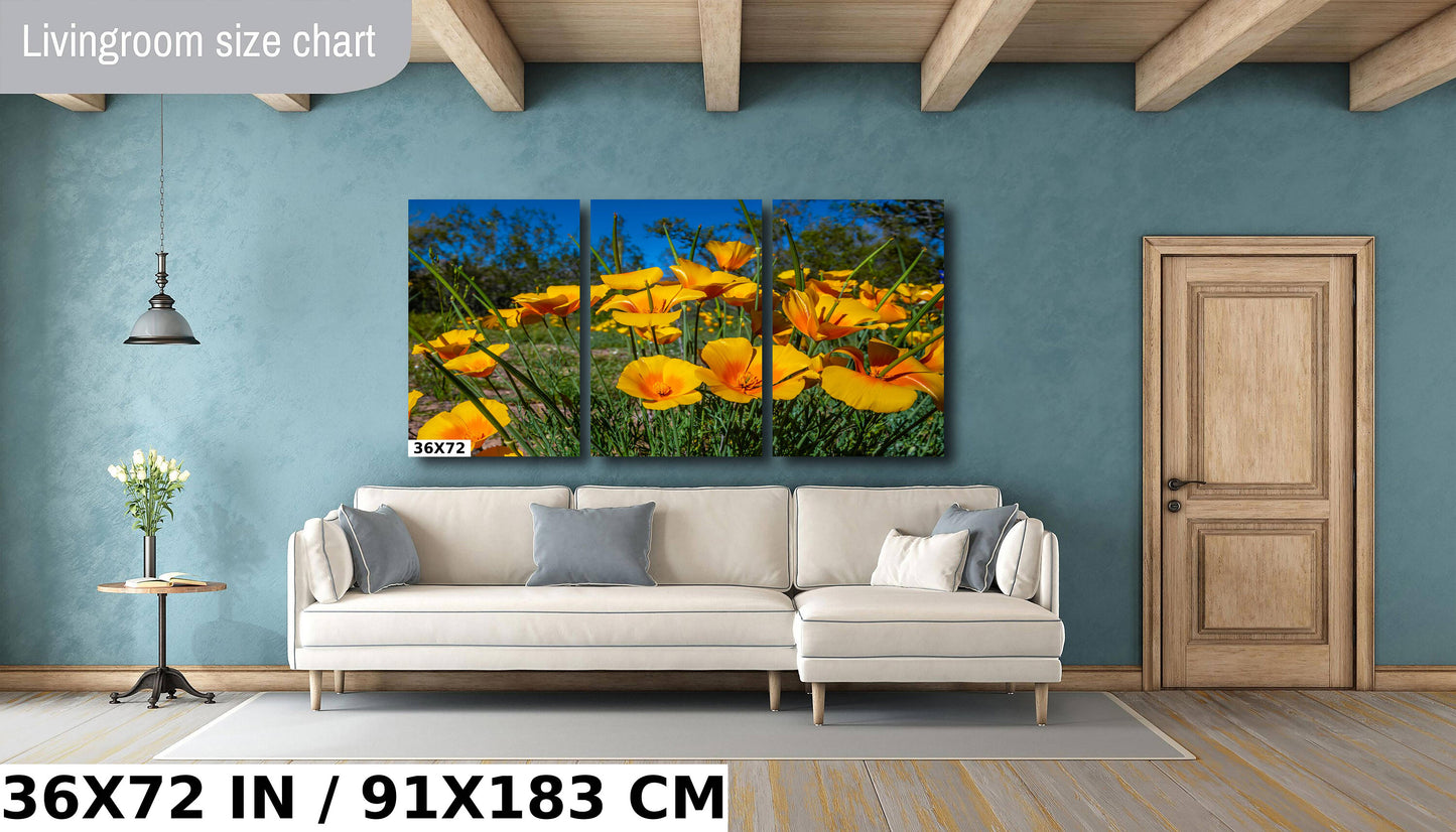 Golden Blooms: Mexican Gold Poppy Radiance in Organ Pipe National Monument Super Bloom Wall Art Metal Canvas Print