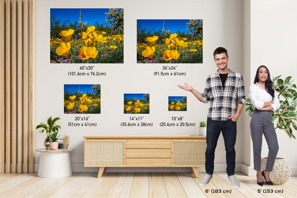 Golden Glory: Mexican Gold Poppies in Organ Pipe National Monument Super Bloom Metal Acrylic Print Wild Flower Wall Art Photography