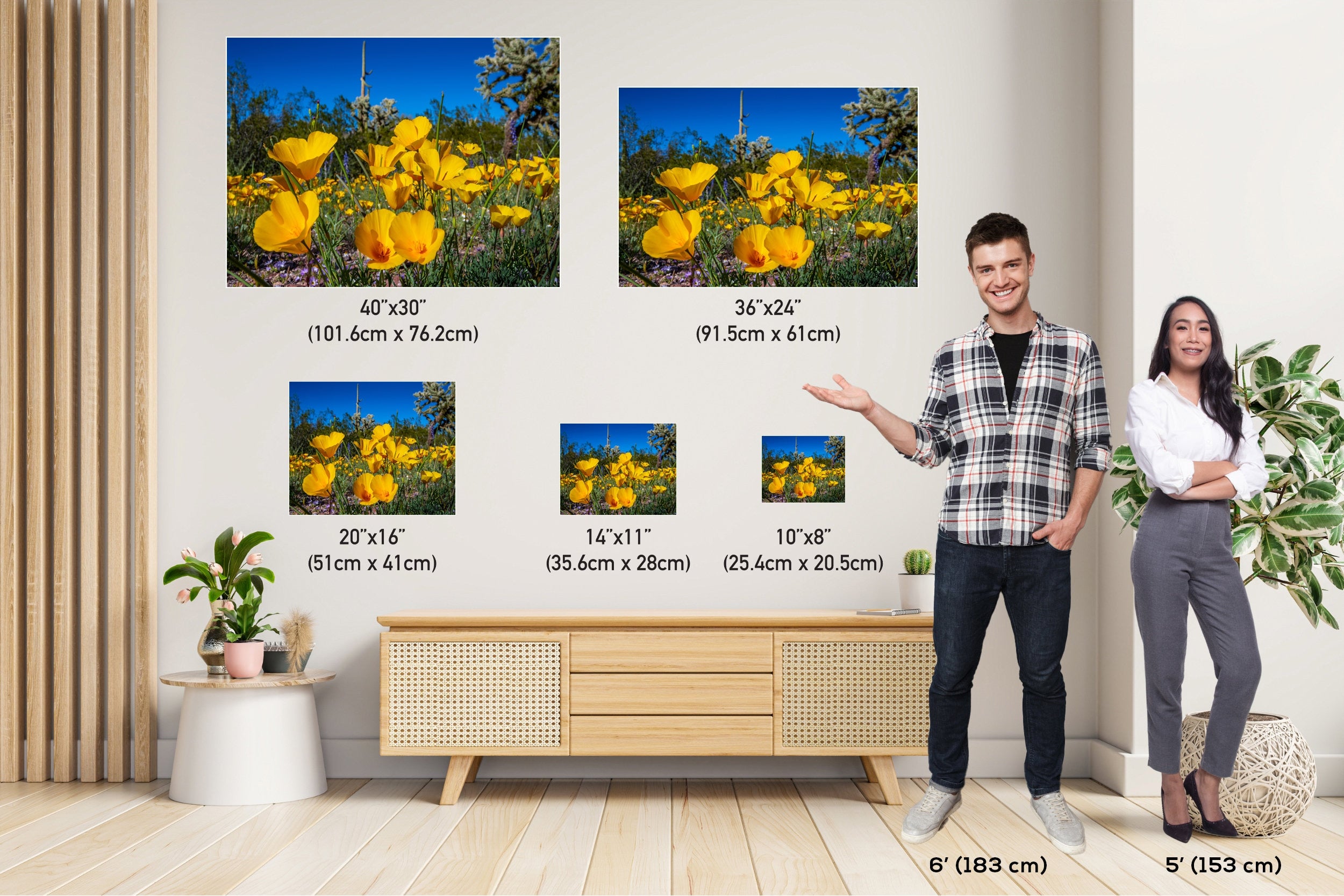 Golden Glory: Mexican Gold Poppies in Organ Pipe National Monument Super Bloom Metal Acrylic Print Wild Flower Wall Art Photography