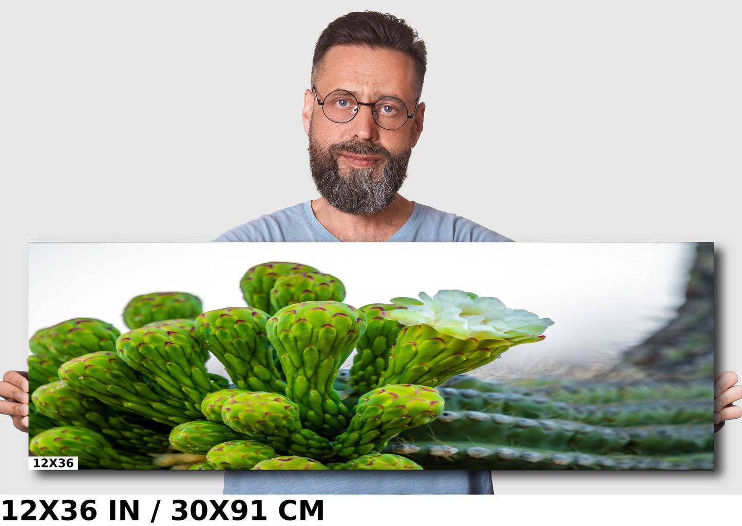 Desert Jewels: Saguaro Cactus Flower Blooms Metal Canvas Print Desert Cactus Wall Art Arizona Landscape Photography