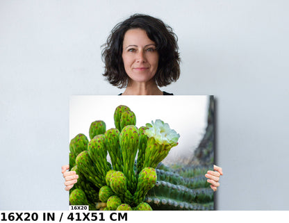 Desert Jewels: Saguaro Cactus Flower Blooms Metal Canvas Print Desert Cactus Wall Art Arizona Landscape Photography