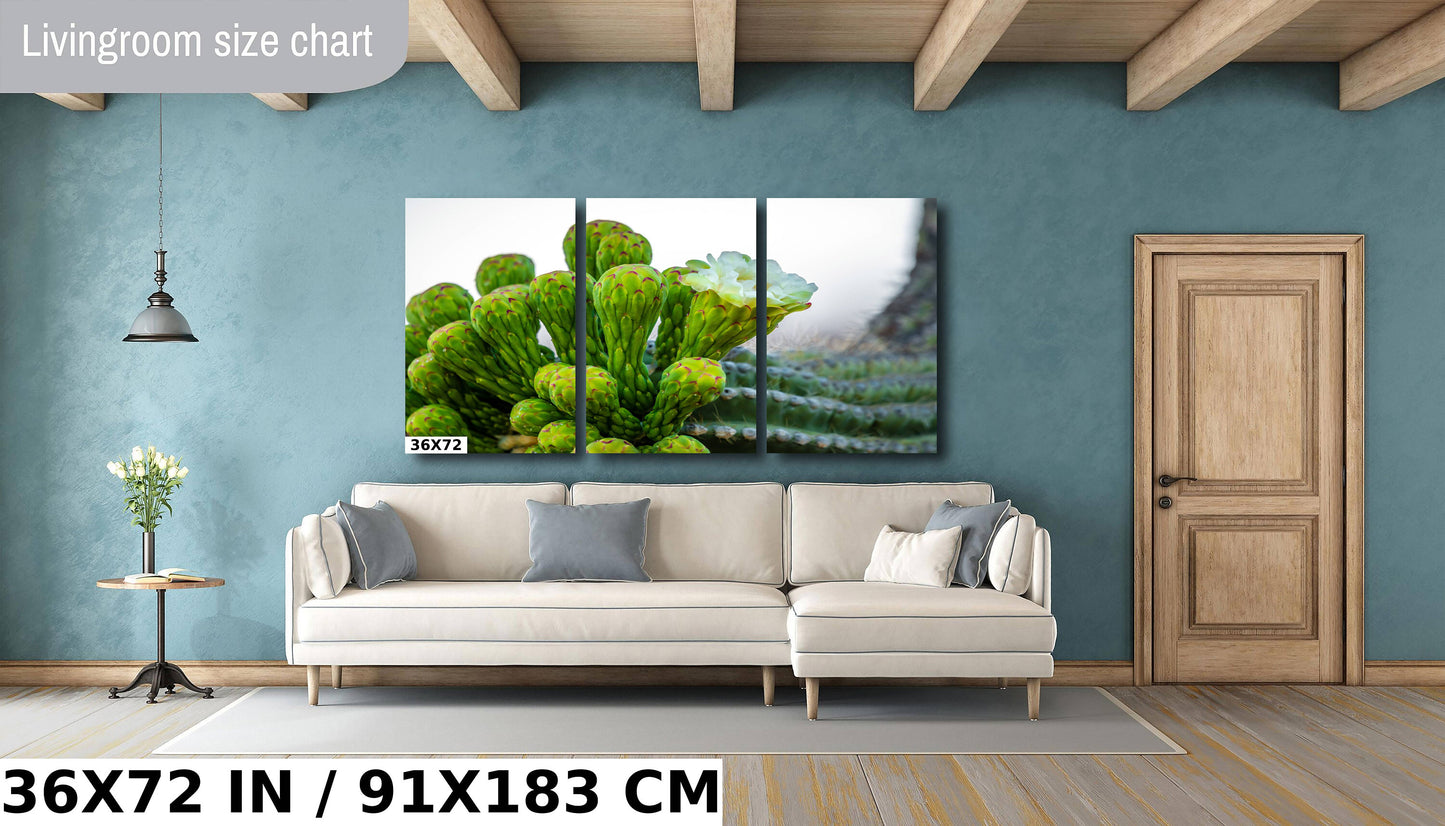 Desert Jewels: Saguaro Cactus Flower Blooms Metal Canvas Print Desert Cactus Wall Art Arizona Landscape Photography