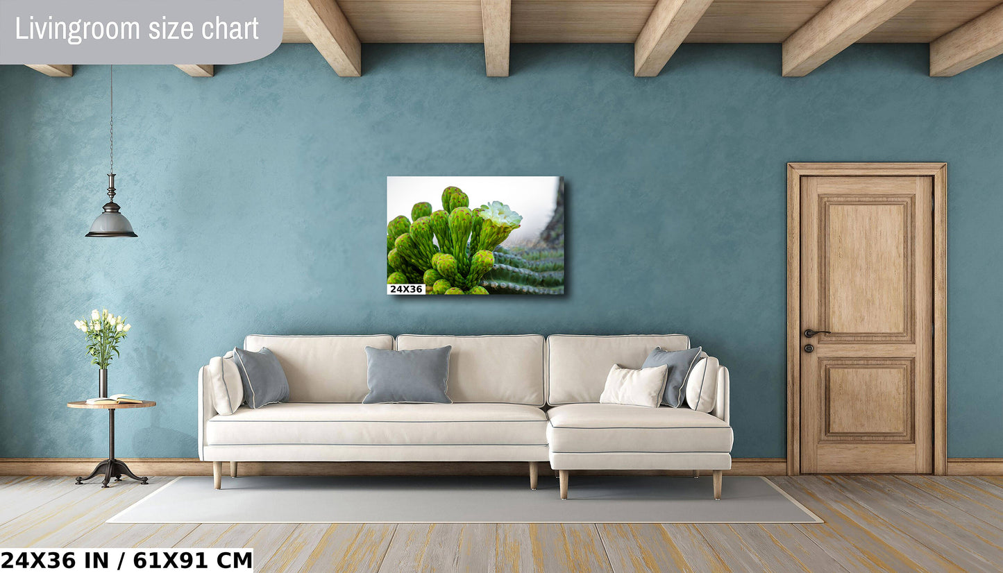 Desert Jewels: Saguaro Cactus Flower Blooms Metal Canvas Print Desert Cactus Wall Art Arizona Landscape Photography