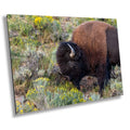 Yellowstone Bison Print: American Buffalo Photography, Wyoming Wildlife Art