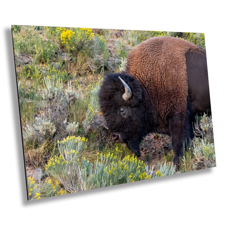 Yellowstone Bison Print: American Buffalo Photography, Wyoming Wildlife Art