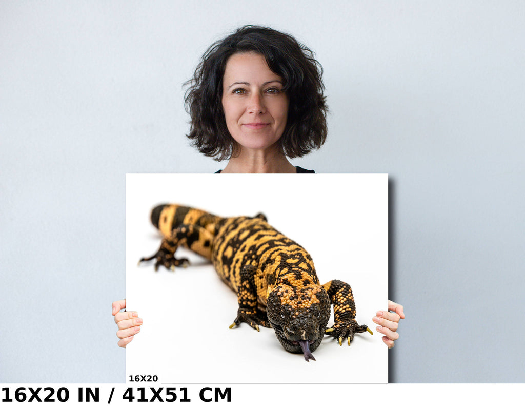 Reptilian Royalty: Gila Monster Wall Art Exotic Animal Metal Acrylic Print Reptile Photography
