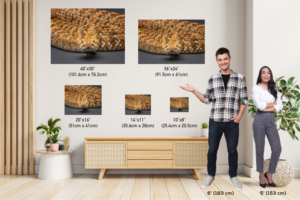 I’m Watching You: The Piercing Eyes of a Rattlesnake Wall Art Reptile Animal Metal Canvas Print
