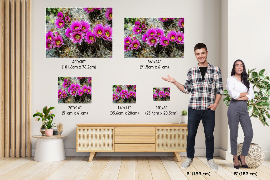 Prickly Beauty: Hedgehog Cactus Flower Metal Canvas Print Echinocereus Wall Art Arizona Desert Photography