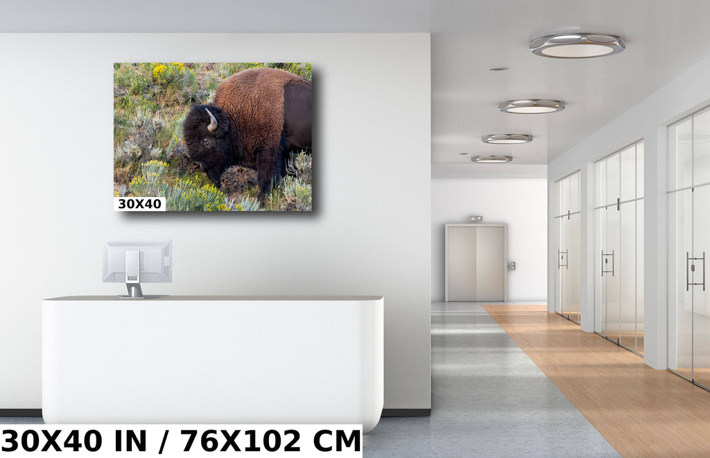 Yellowstone Bison Print: American Buffalo Photography, Wyoming Wildlife Art