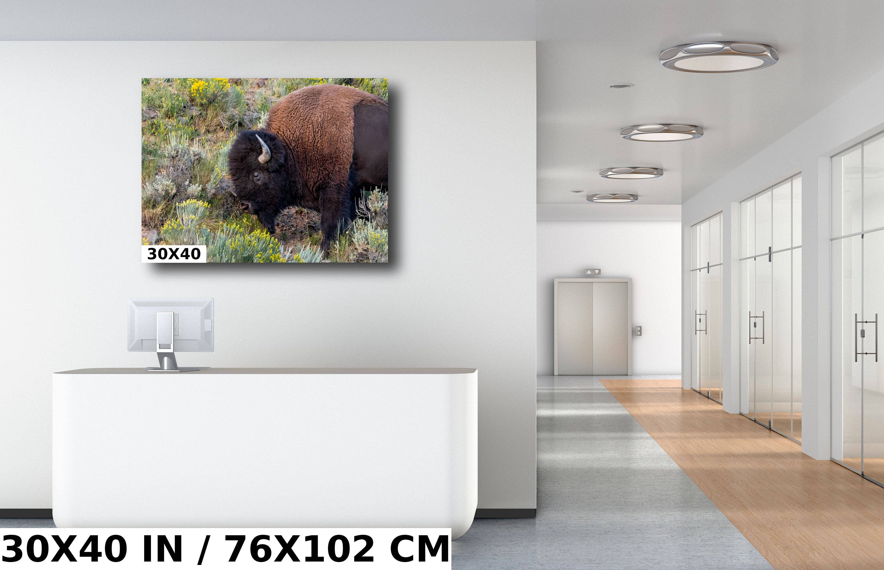 Yellowstone Bison Print: American Buffalo Photography, Wyoming Wildlife Art