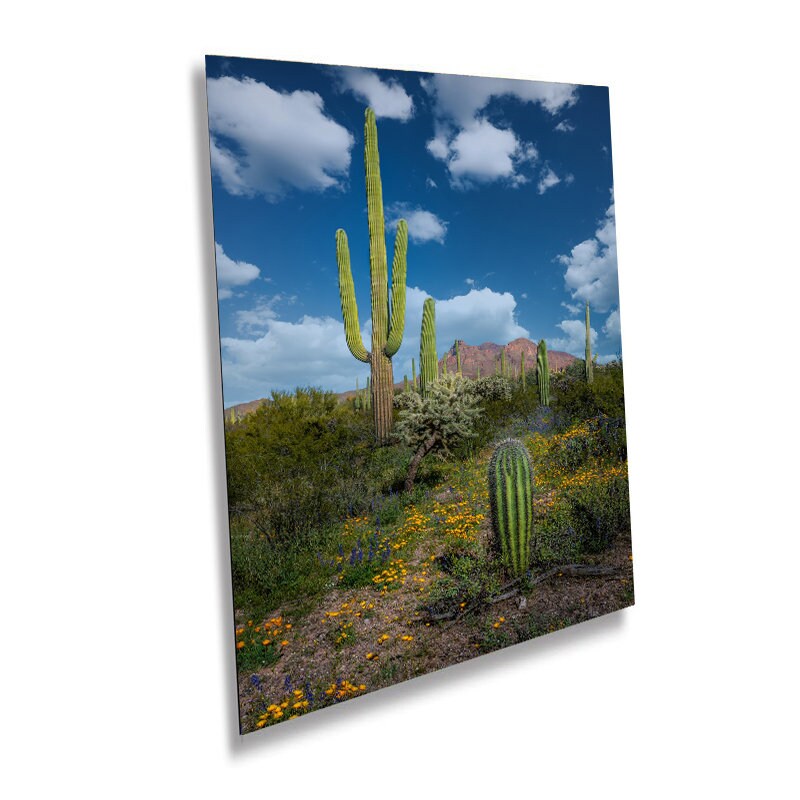 Reach for the Sky: Saguaro Cacti and Wildflowers in Organ Pipe Cactus National Monument Wall Art