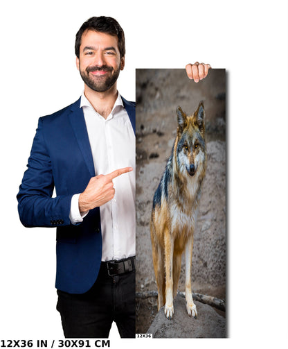 You Look Delicious: A Mexican Wolf’s Piercing Stare Wall Art Metal Acrylic Print Wildlife Portrait Animal Photography