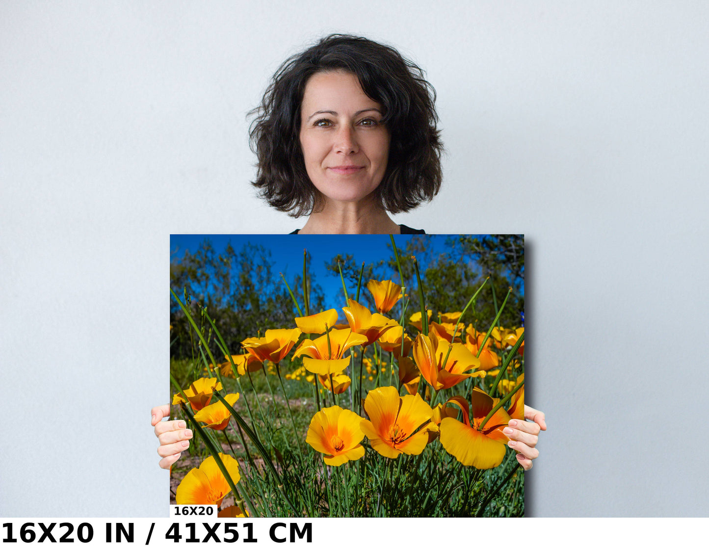 Golden Blooms: Mexican Gold Poppy Radiance in Organ Pipe National Monument Super Bloom Wall Art Metal Canvas Print