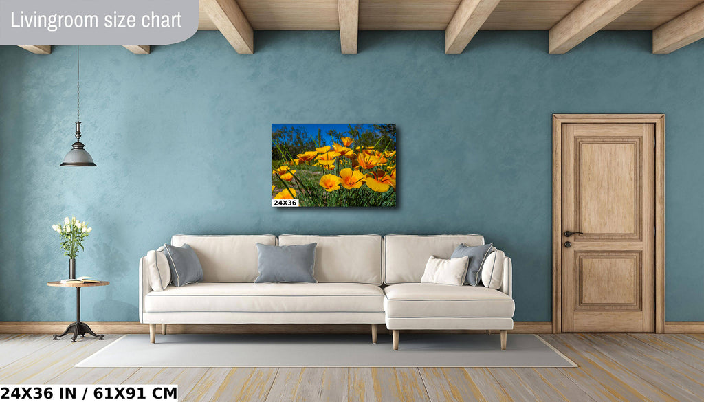 Golden Blooms: Mexican Gold Poppy Radiance in Organ Pipe National Monument Super Bloom Wall Art Metal Canvas Print