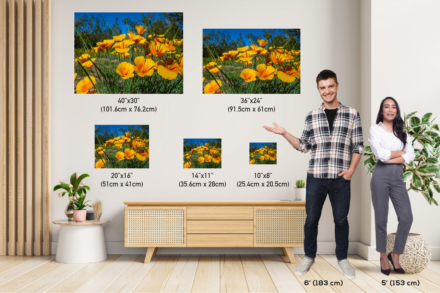 Golden Blooms: Mexican Gold Poppy Radiance in Organ Pipe National Monument Super Bloom Wall Art Metal Canvas Print