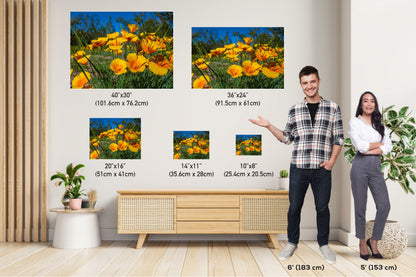 Golden Blooms: Mexican Gold Poppy Radiance in Organ Pipe National Monument Super Bloom Wall Art Metal Canvas Print