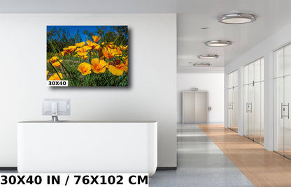 Golden Blooms: Mexican Gold Poppy Radiance in Organ Pipe National Monument Super Bloom Wall Art Metal Canvas Print