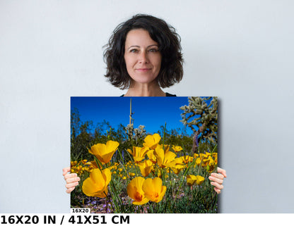 Golden Glory: Mexican Gold Poppies in Organ Pipe National Monument Super Bloom Metal Acrylic Print Wild Flower Wall Art Photography