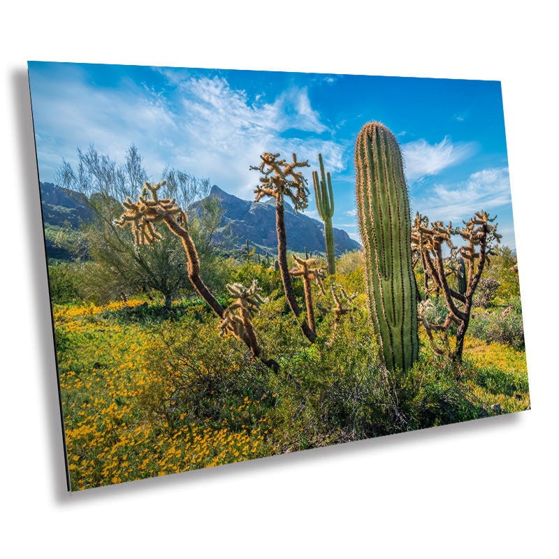 Picacho Peak Cactus & Wildflower: Arizona Desert Wall Art