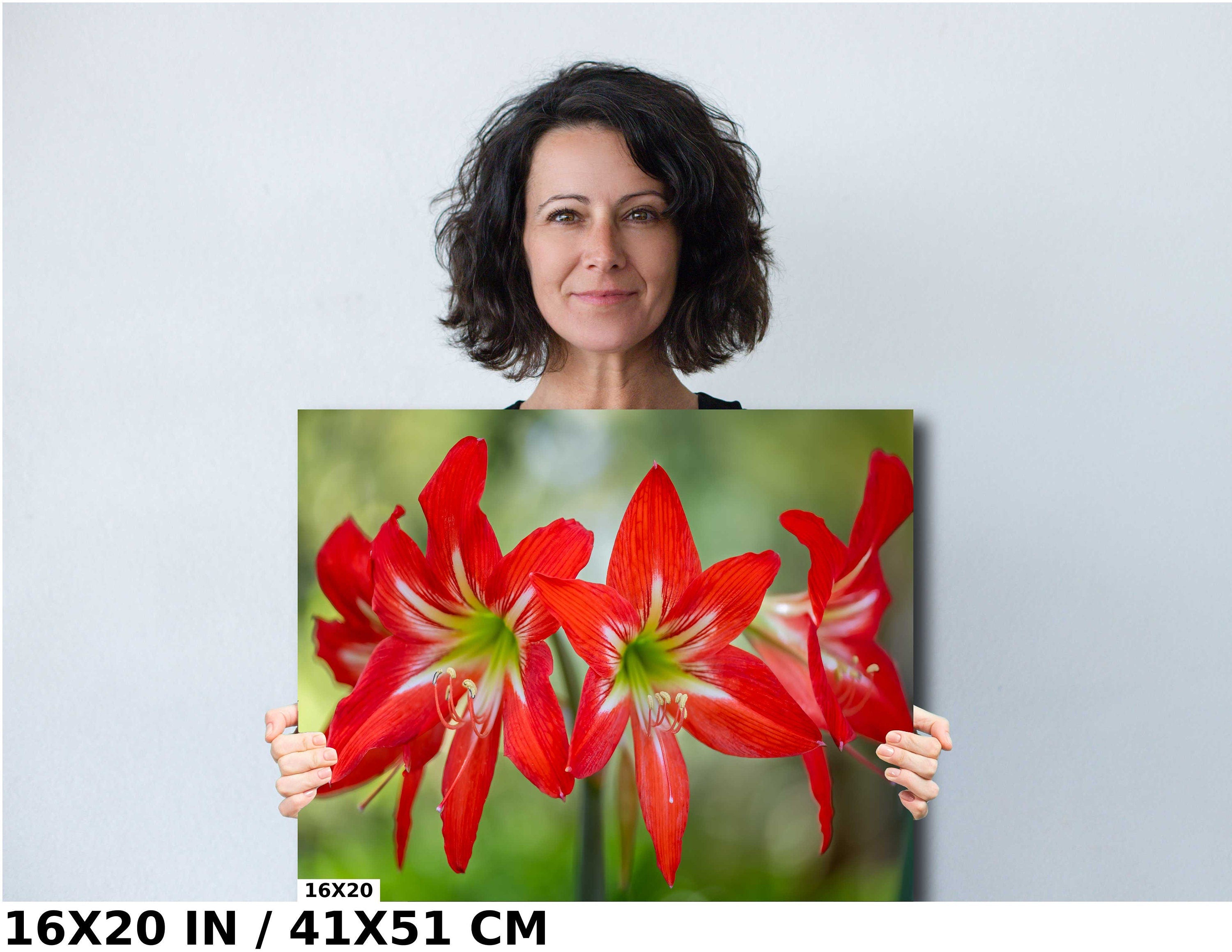 Blossom Brilliance: Hippeastrum Balentino Wall Art Amaryllis Metal Canvas Print Blooming Red Flower Photography