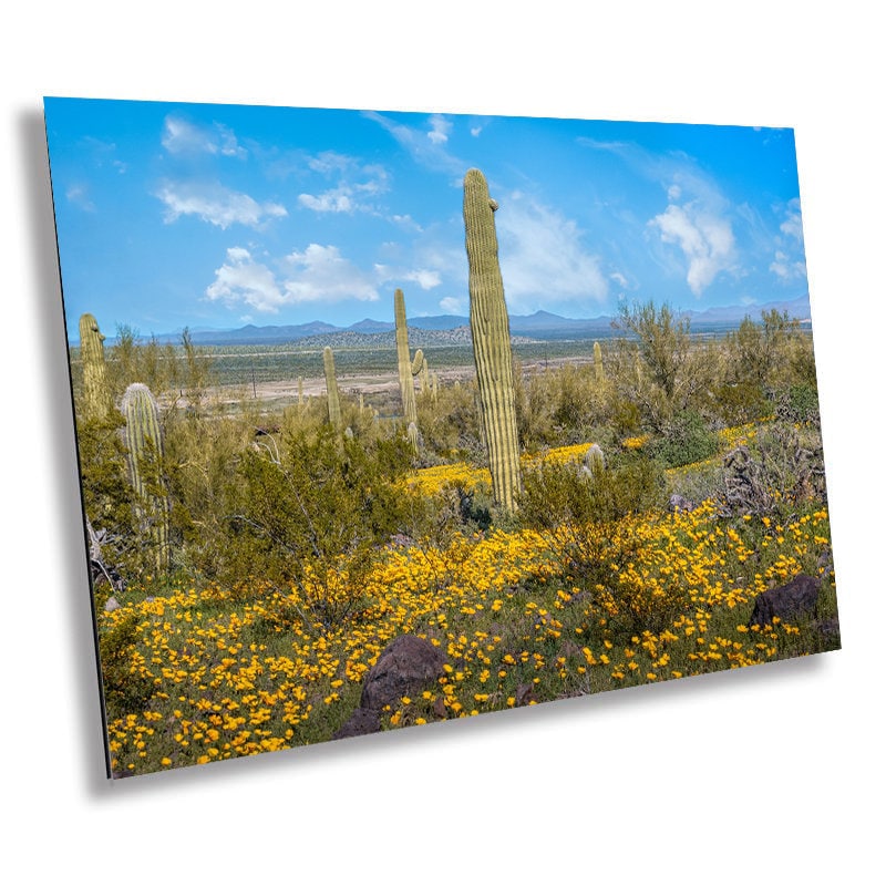 Desert Bloom Saguaro Cactus and Mexican Gold Poppies Wall Art