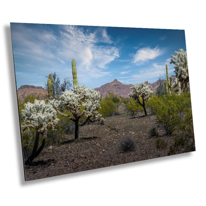 Organ Pipe National Monument Jumping Cholla and Saguaro Cactus Arizona Desert Wall Art