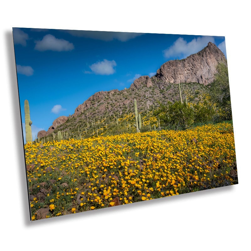 Golden Poppy and Saguaro Cactus Arizona Desert Wall Art