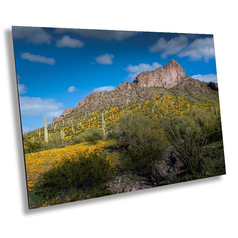 Picacho Peak Poppy Bloom: Arizona Desert Landscape Photography Wall Art