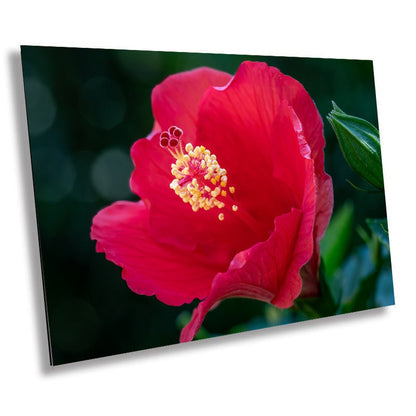 Floral Awakening: Red Hibiscus Flower About to Bloom Wall Art Metal Acrylic Print Flower Photography