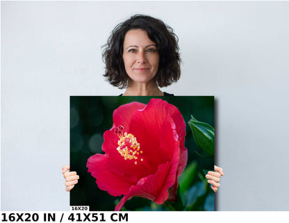 Floral Awakening: Red Hibiscus Flower About to Bloom Wall Art Metal Acrylic Print Flower Photography