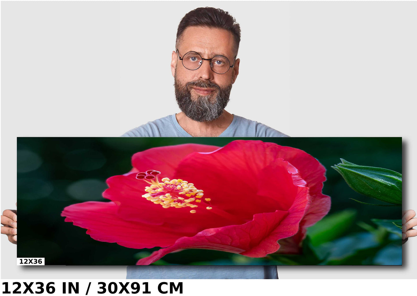 Floral Awakening: Red Hibiscus Flower About to Bloom Wall Art Metal Acrylic Print Flower Photography