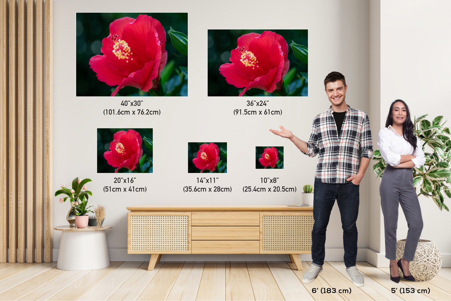 Floral Awakening: Red Hibiscus Flower About to Bloom Wall Art Metal Acrylic Print Flower Photography