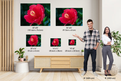 Floral Awakening: Red Hibiscus Flower About to Bloom Wall Art Metal Acrylic Print Flower Photography