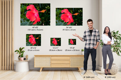 Hibiscus Hues: Radiant Charm of a Blooming Red Hibiscus Wall Art Nature Flower Metal Canvas Print