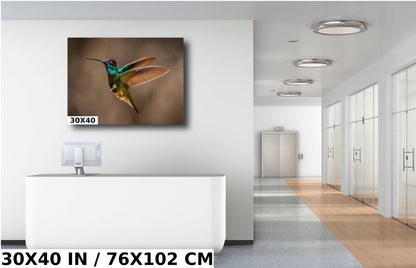 Rivoli's Regal Flight: Rivoli's Hummingbird Glorious Flight Wall Art Bird Photography Metal Canvas Print