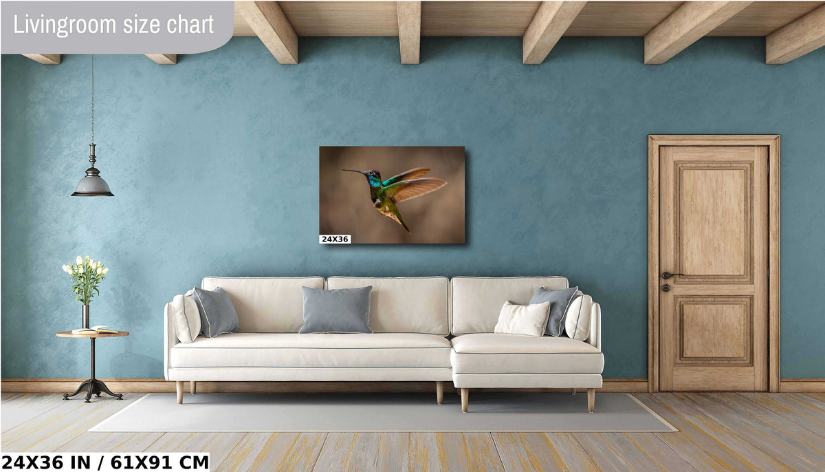 Rivoli's Regal Flight: Rivoli's Hummingbird Glorious Flight Wall Art Bird Photography Metal Canvas Print