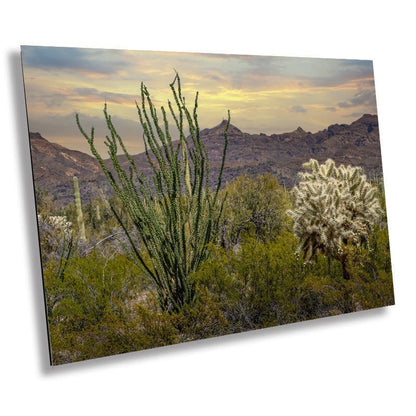 Ocotillo and Jumping Cholla in Organ Pipe Cactus National Monument Wall Art